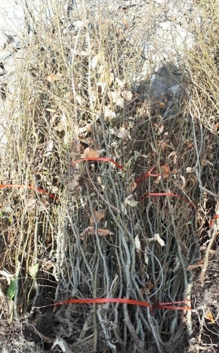 Puieti de fag,carpen,ulm,paltin,etc