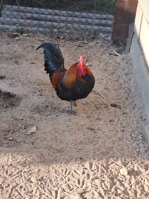 Былтырғы әтеш сатылады