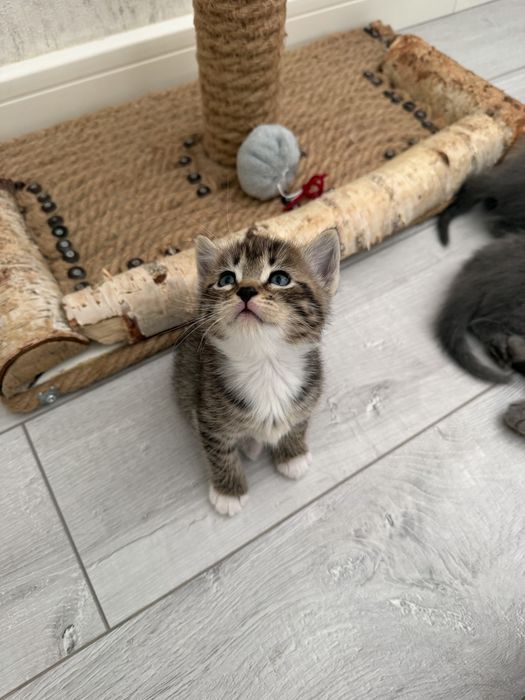 Отдам котят в добрые руки