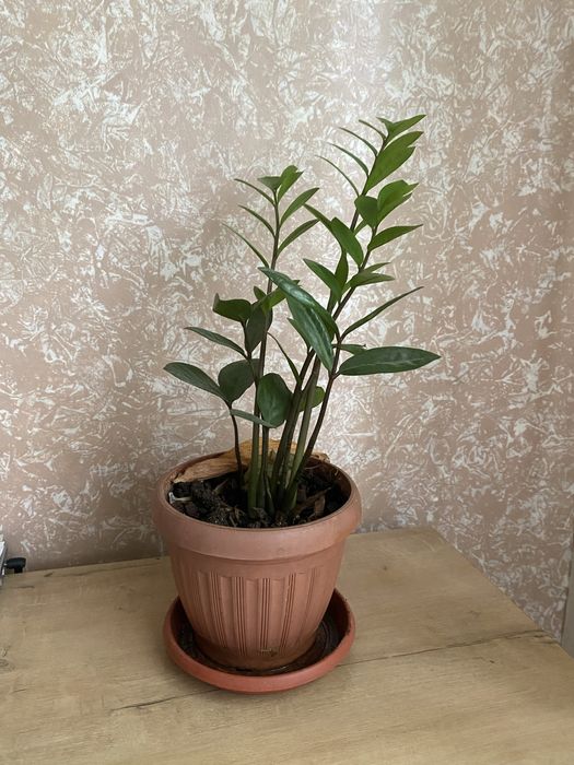 Домашние цветы.