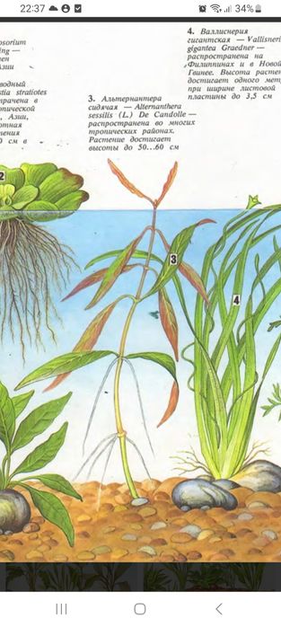 Аквариумные растения