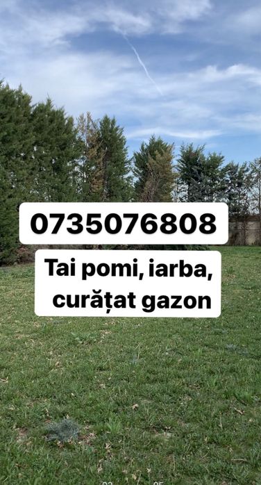 Tundem iarba, gazon, arbusti