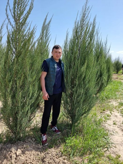 Ель    липа    газон саженцы