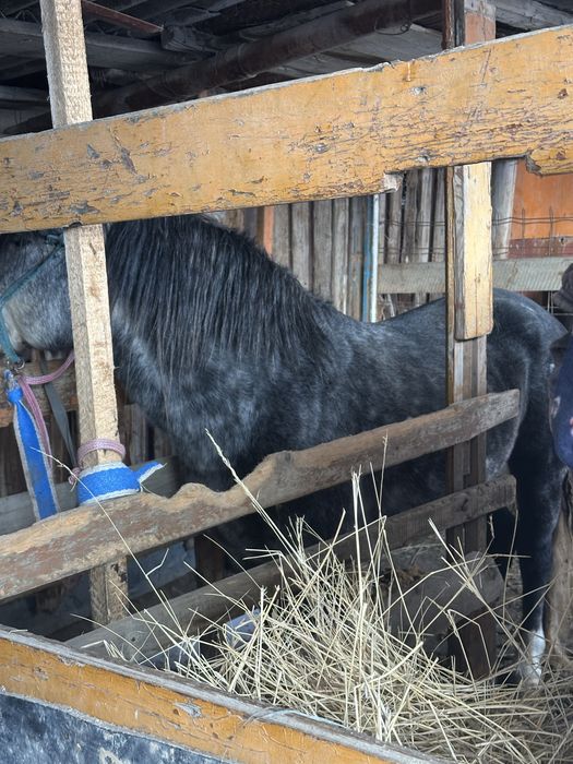 Продается Жеребец полутяж