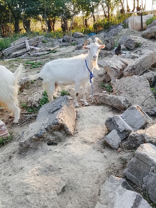 Cositoare cu lama și capre