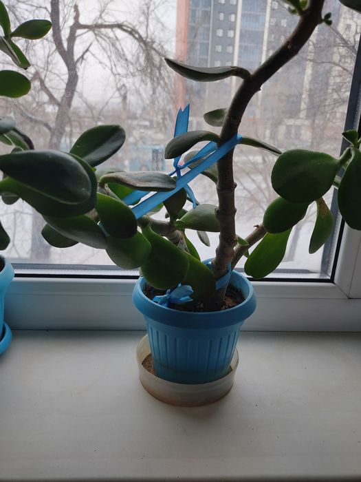 Продаю денежное Дерево