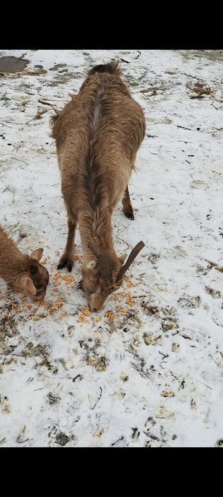 Capră gestantă și iada ei vând preț 800 lei
