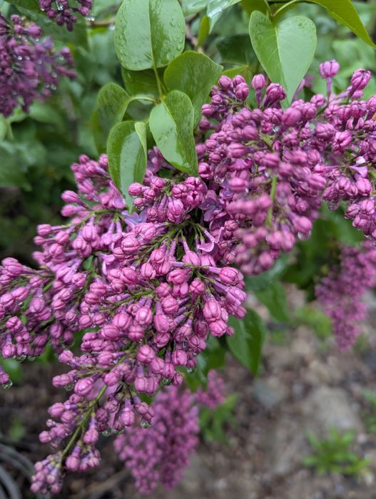 Букеты колерованной сирени