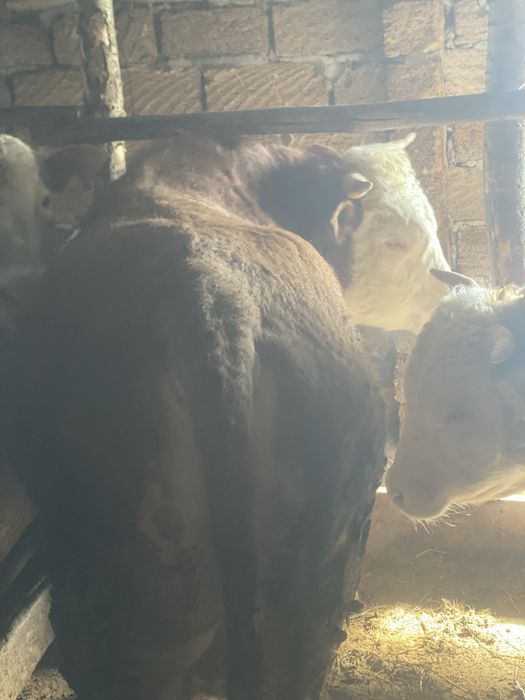 Букалар бар 8 бас 1,5 жасар 6 бас подсос 2 бас бар