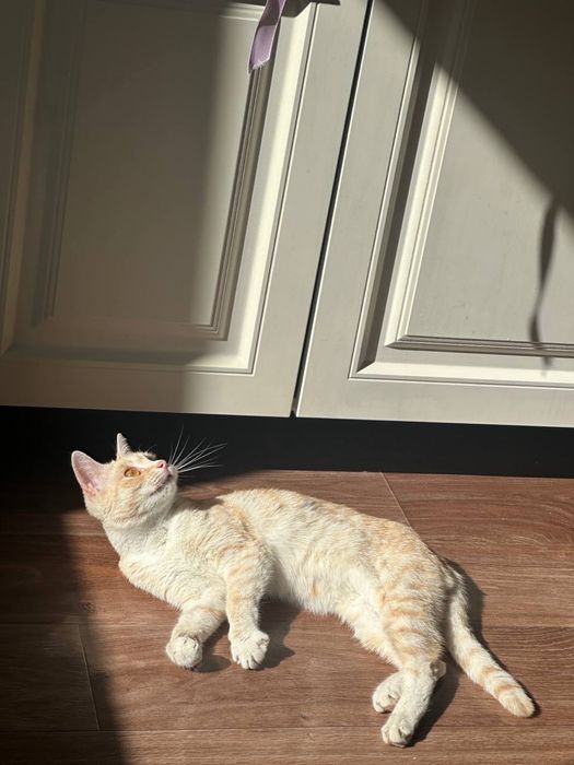 кошка бесплатно