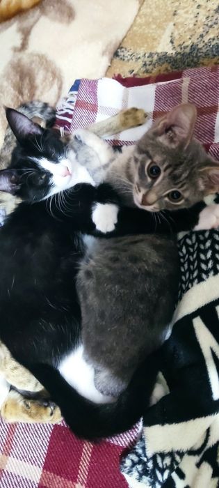 Котята, девочки в хорошие руки