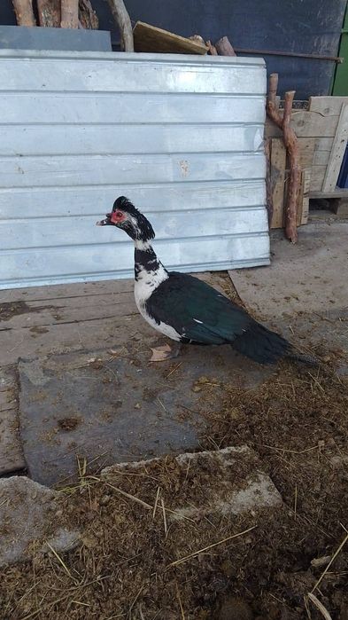 De vânzare   cocosi și rățoi