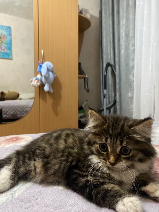 Отдам в добрые руки