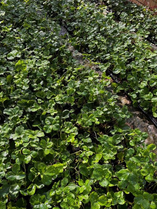 Продам рассаду клубники