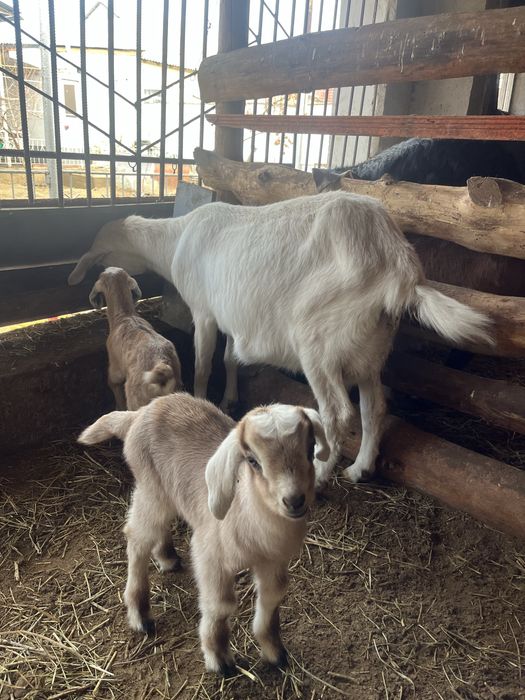 Ешкі лағы мен сатылады