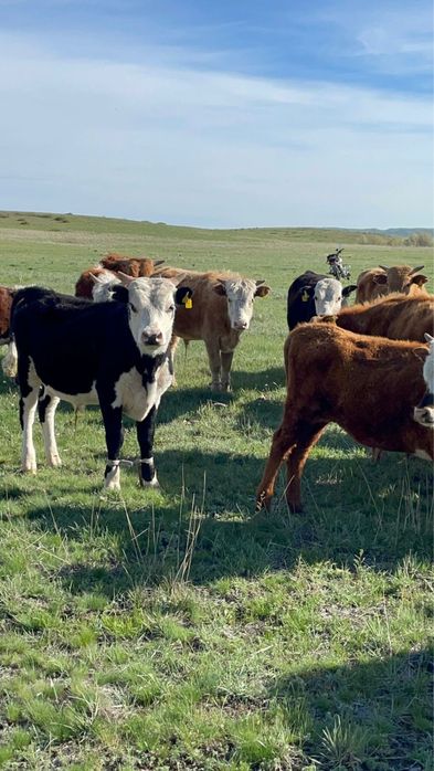 Бычки 1.5 года на продаже