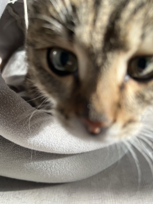 Ласковую девочку в добрые руки