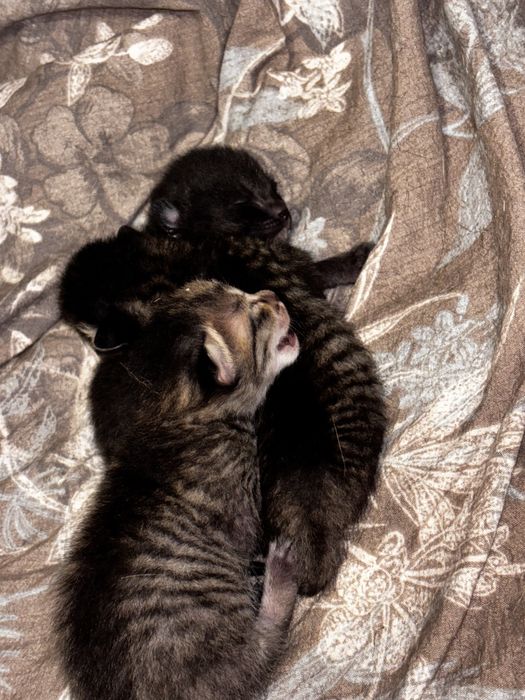 Отдам котят в добрые руки