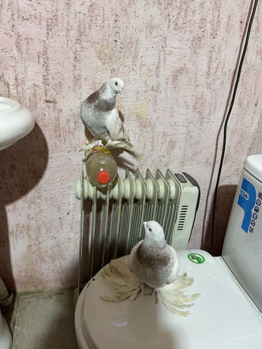 Продам Рантовых Голубей