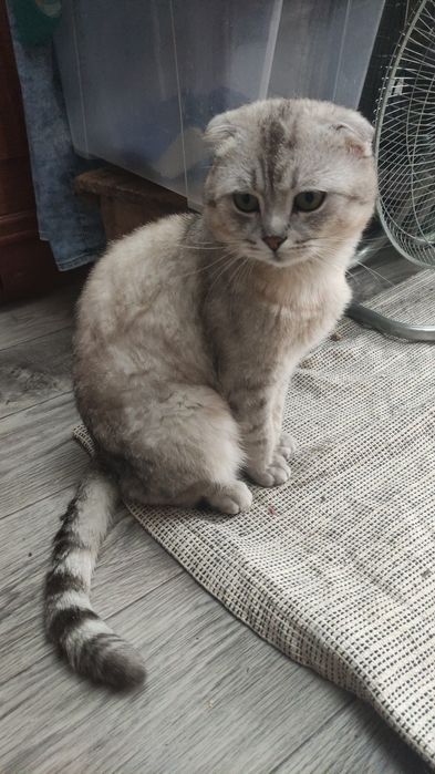 Котята скотшфолд и скотишстрайт