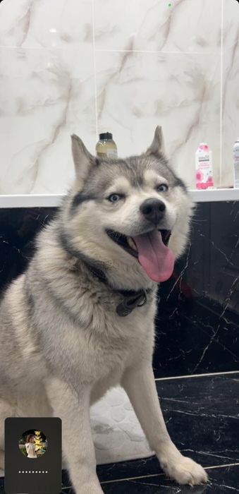 Найдена собака потеряшка Хаски