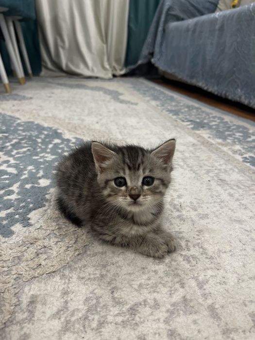Котенок Тимоша мальчик