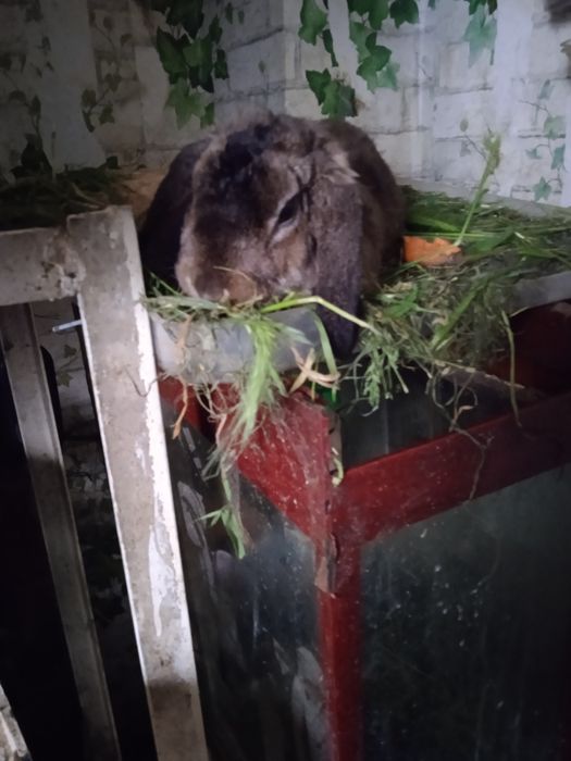 Продаю декаративных кроликов