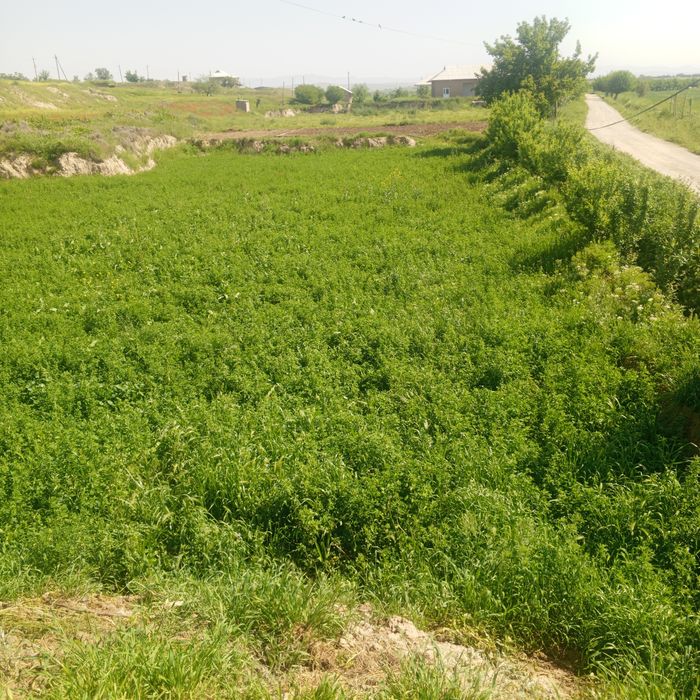 beda sotiladi 50 sotix bor