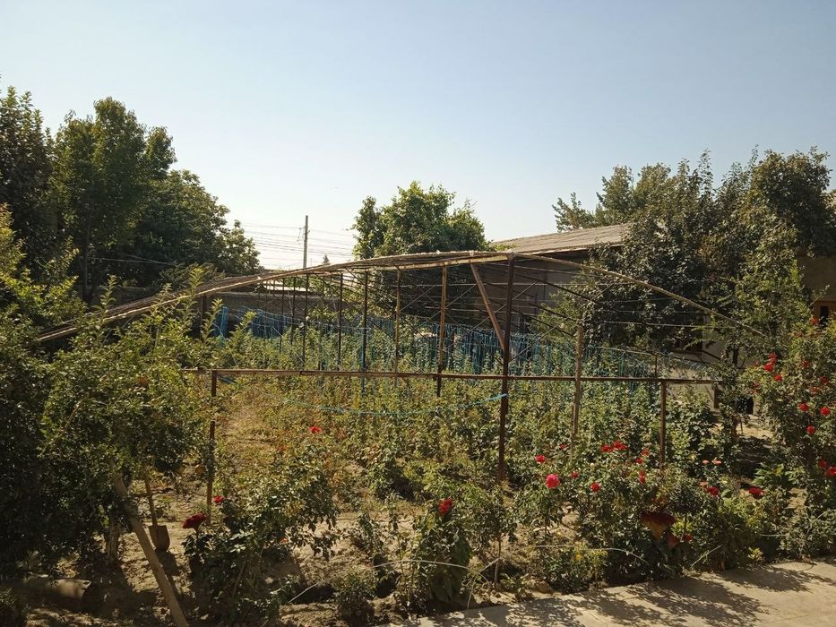 Teplitsa,parnik,issiqxona