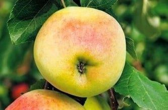 Pomi fructiferi străvechi din  Glia strămoșească soiuri de mar