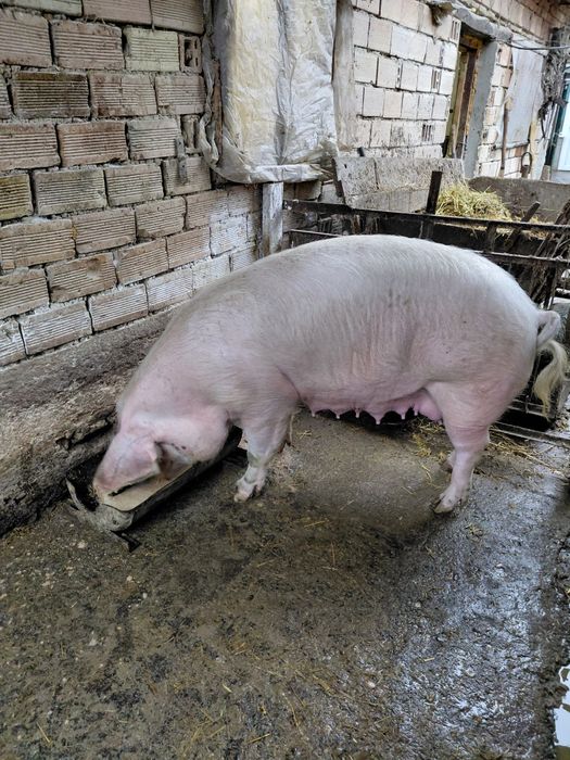 Продавам малки прасенца