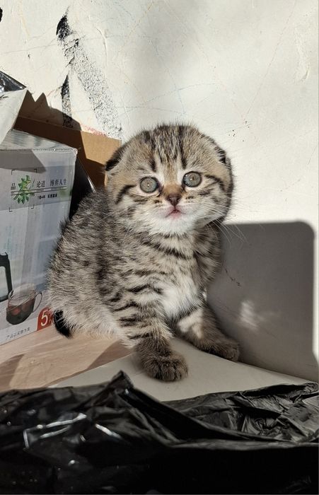 Шотландские вислоушки девочки и мальчики