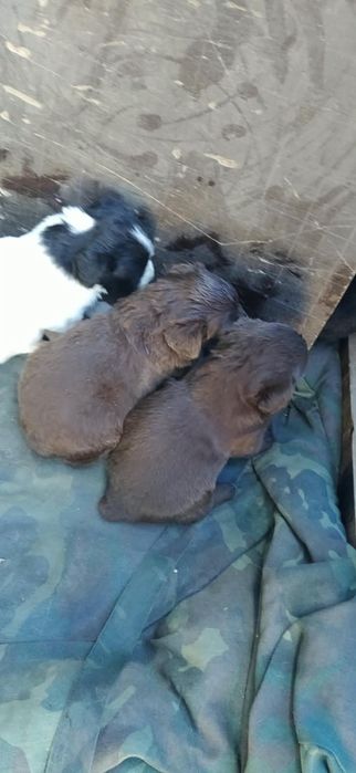 Отдам щенят в добрые руки