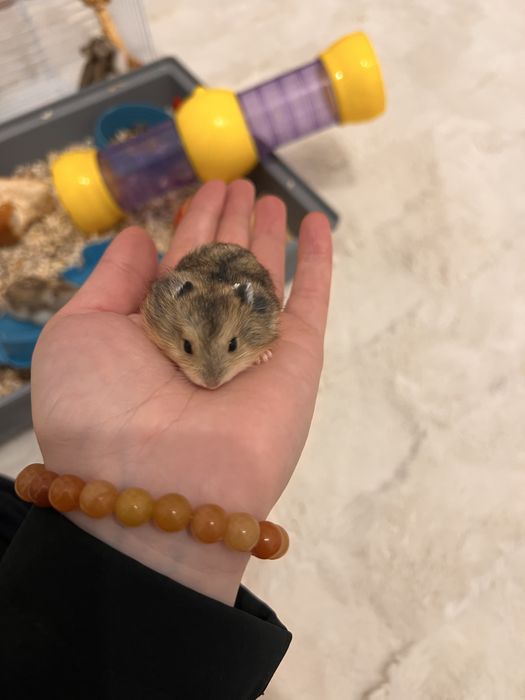 Donez hamsteri , NU livrez !