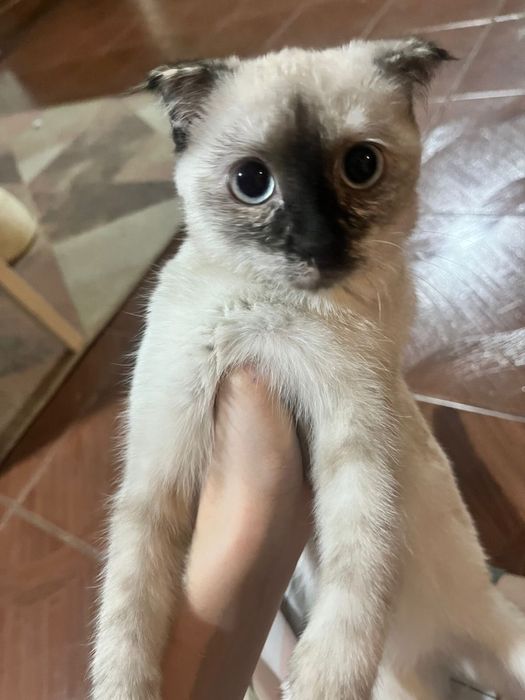 оба девочки 5 месяцев