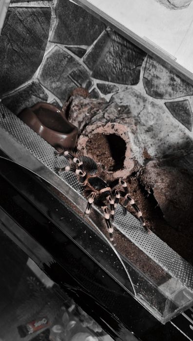 acanthoscurria geniculata, femela