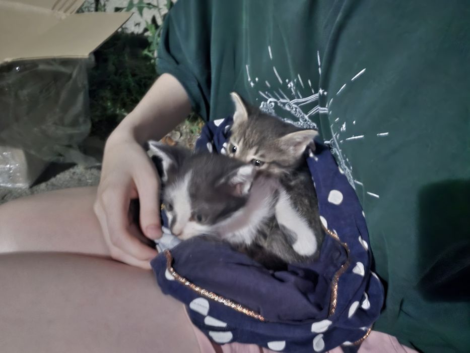 Котята ищут дом!!
