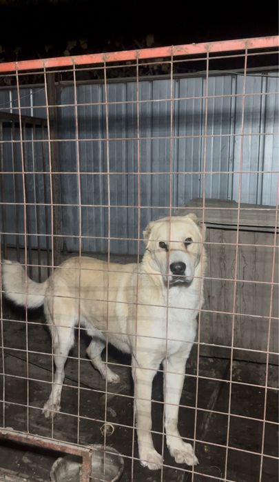 Алабай 1год 1 месяц