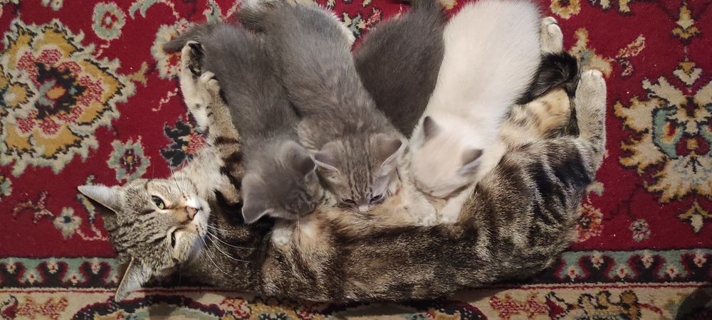 Дарю очень милых котят.