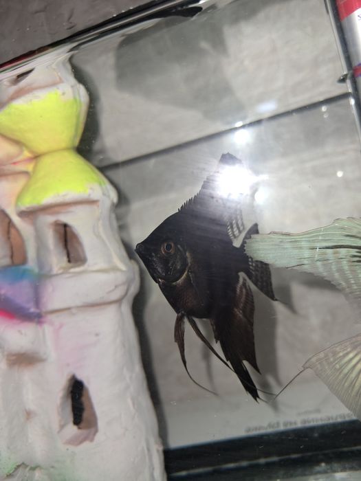 Скалярия платинум и черная