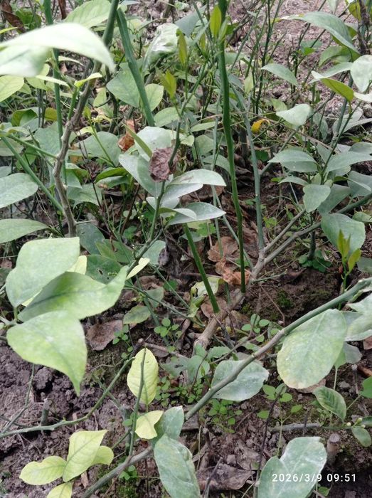 Лимон кучатлар бор 3 йиллик