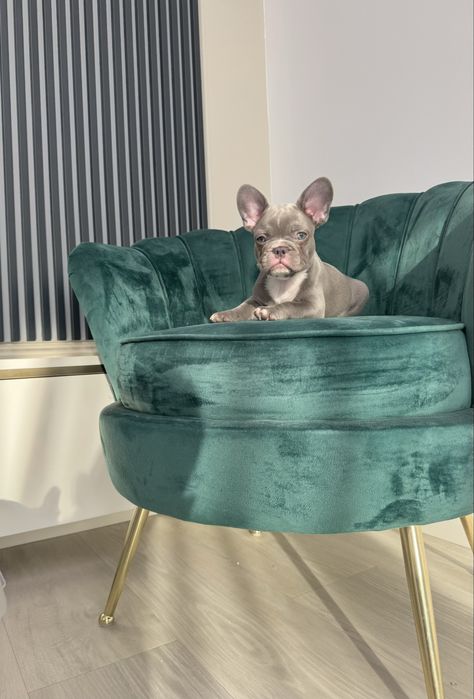 Bulldog Francez Frenchie House Luxury