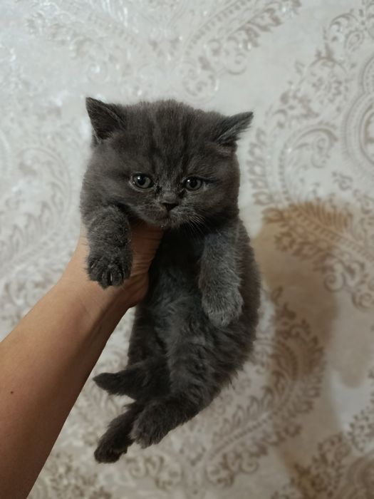 Scottish strayt 2 ta oʻgil 1 erkatoy qiz mushuklar zoti toza 2 oylik