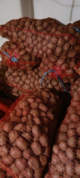 Cartofi samanta rosu