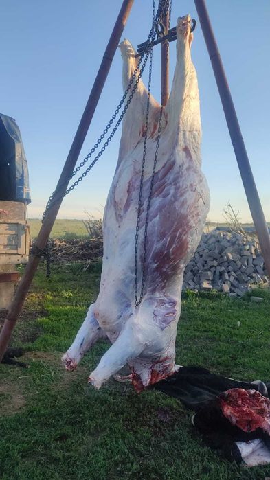 говядина туша бычок свежее мясо
