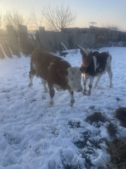 Vitei doi  tăuraș de vanzare