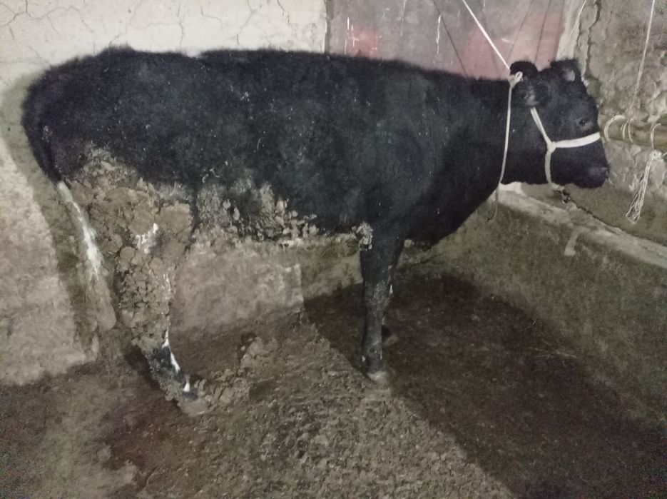 Согым Тайнша телка