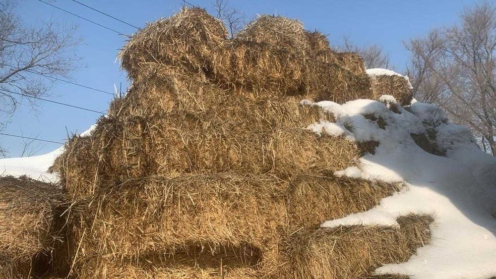 Люцерна, жонышка в тюках
