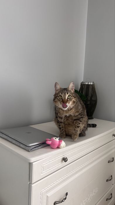 Отдам даром кота