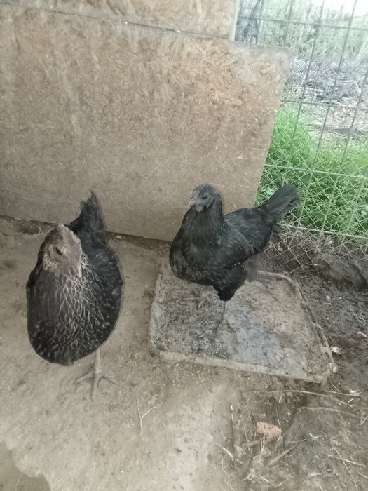 Куры китайские черные